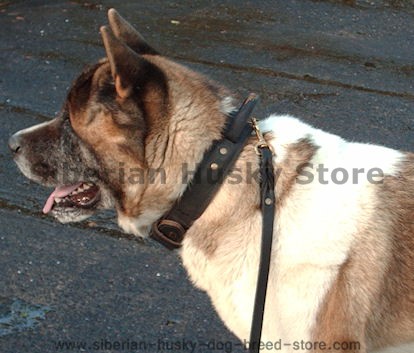 Agitation Leather Collar with Handle for Siberian Husky