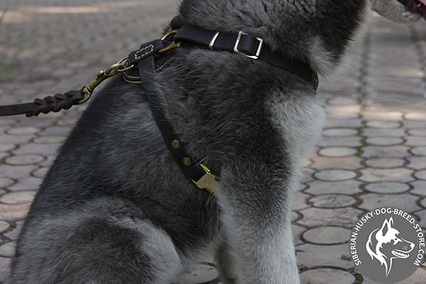 Siberian Husky leather leash with non-corrosive hardware for basic training