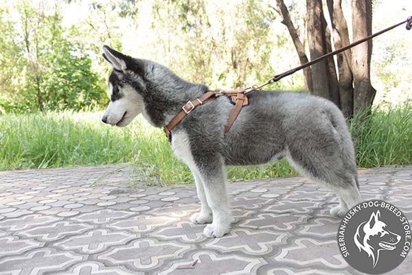 Siberian Husky leather leash with corrosion resistant brass plated hardware for basic training