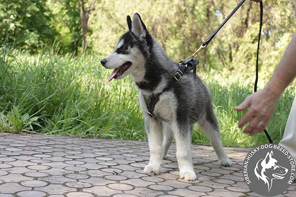 Siberian Husky leather leash with rust-resistant hardware for basic training