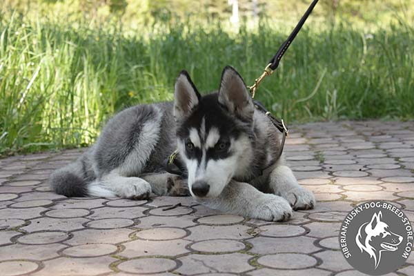 Siberian Husky leather leash with rust-proof hardware for basic training