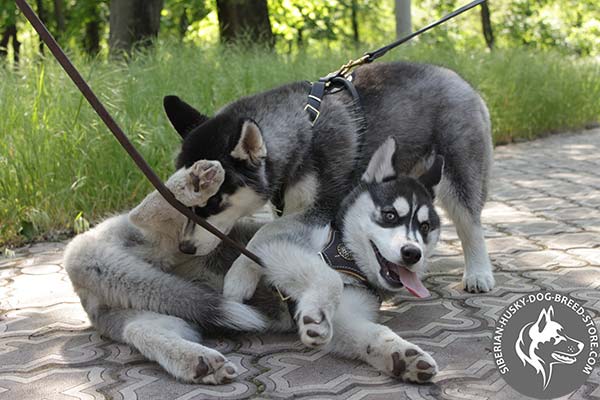 Siberian Husky leather leash with rust-proof brass plated hardware for perfect control