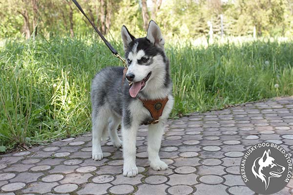 Siberian Husky leather leash with strong brass plated hardware for daily activity