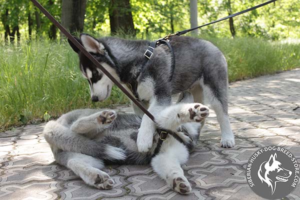 Siberian Husky leather leash with rustless brass plated hardware for professional use