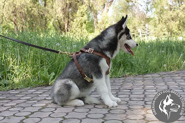 Siberian Husky leather leash of lightweight material with brass plated hardware for safe walking