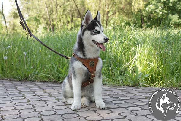 Siberian Husky leather leash of genuine materials with brass plated hardware for any activity