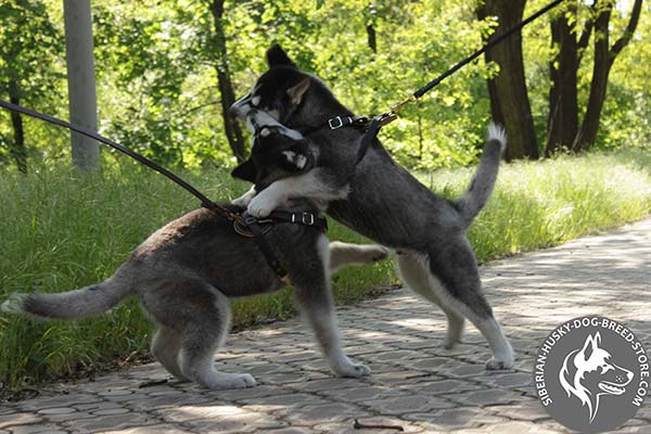 Siberian-Husky leather leash with corrosion resistant hardware for basic training