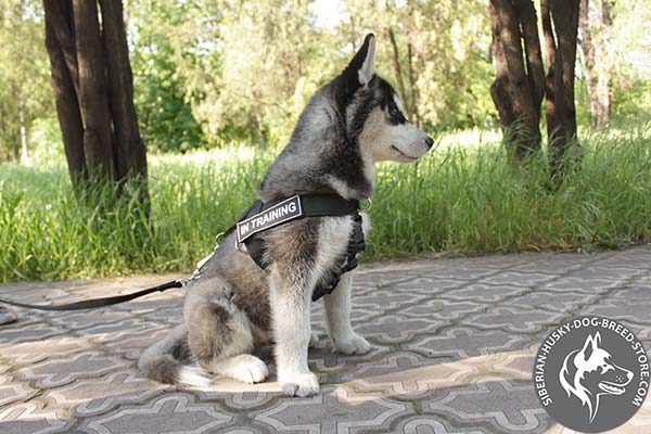 Siberian Husky nylon leash with strong hardware for daily activity