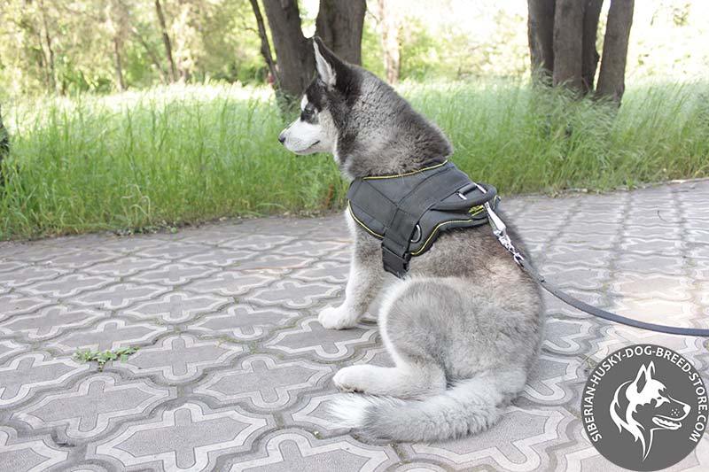 best dog leash for husky
