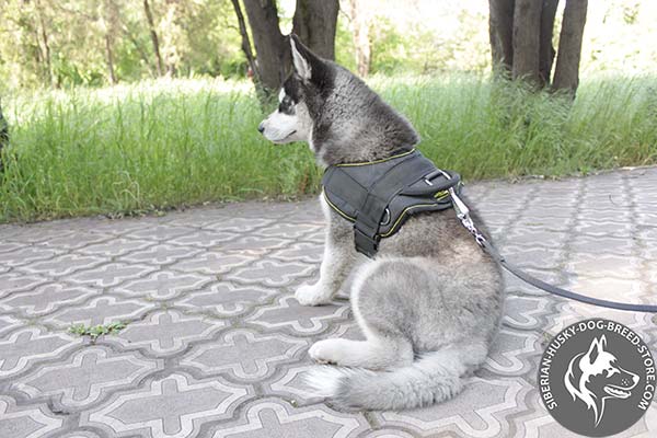 Siberian Husky nylon leash with rust-proof hardware for quality control