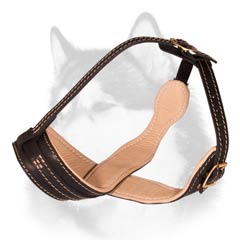 Nappa padded leather muzzle for Siberian Husky