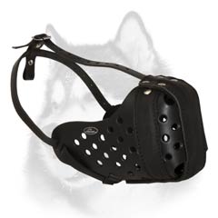 Perfect leather muzzle for energetic Husky