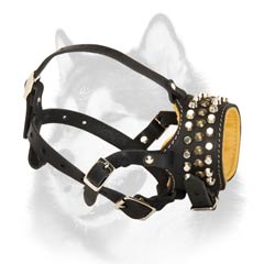 Pyramids and studs decorated Husky muzzle