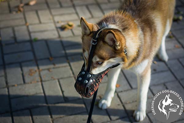 Siberian Husky walking muzzle with adjustable strap
