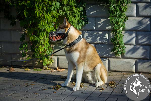 Good-looking painted Siberian Husky muzzle