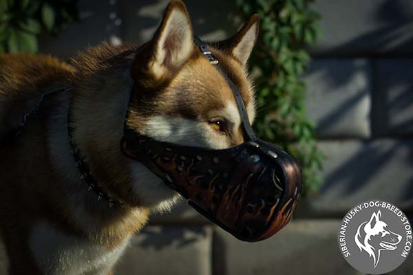 Uncommon design Siberian Husky leather muzzle