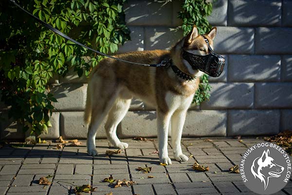 Well-ventilated leather dog muzzle