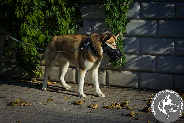 Siberian Husky leather muzzle with rust-proof fittings for walking