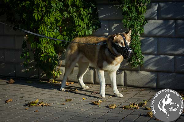 Siberian Husky leather muzzle with rust-resistant hardware for basic training