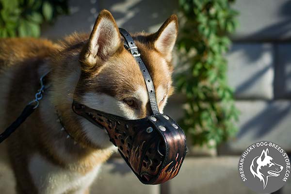 Siberian Husky leather muzzle with reliable nickel plated hardware for daily walks