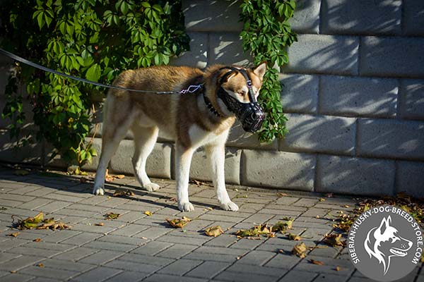 Siberian Husky leather muzzle with rustless nickel plated hardware for any activity