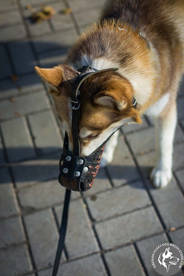 Siberian Husky leather muzzle with rustless nickel plated fittings for daily walks