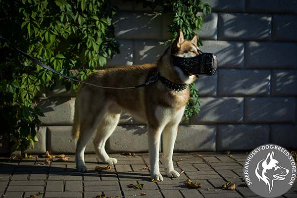 Siberian Husky leather muzzle with rust-free hardware for basic training