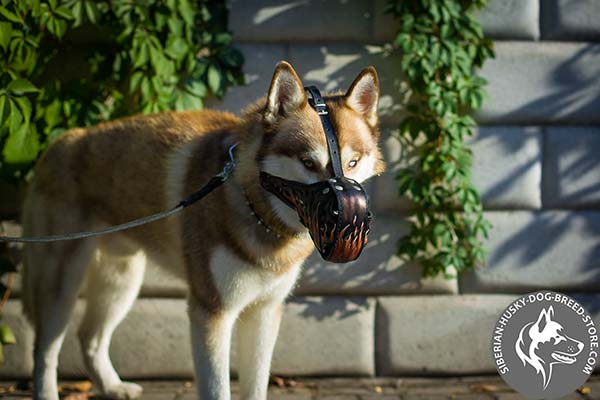 Siberian Husky leather muzzle of high quality with traditional buckle for basic training
