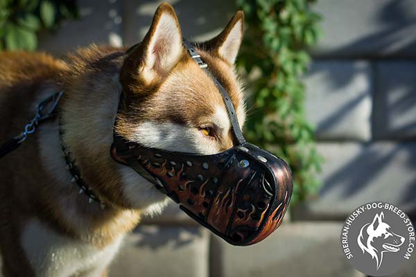 Siberian Husky leather muzzle with non-corrosive hardware for basic training