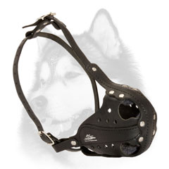 Leather Siberian Husky muzzle with reinforcement