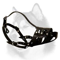 Tight leather muzzle for Husky