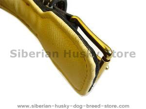 Padded Leather Dog Collar