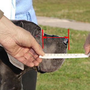 How to measure your dog's snout length accurately