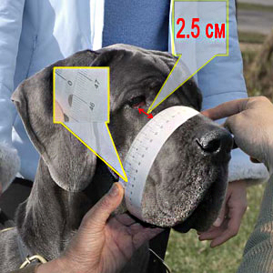 How to measure snout's circumference