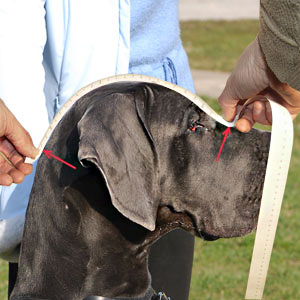 How to measure eye line distance