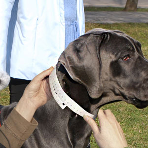 How to measure dog's neck circumference