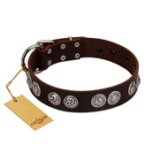 "High and Mighty" FDT Artisan Classy Brown Leather Siberian Husky Collar with Embellished Brooches