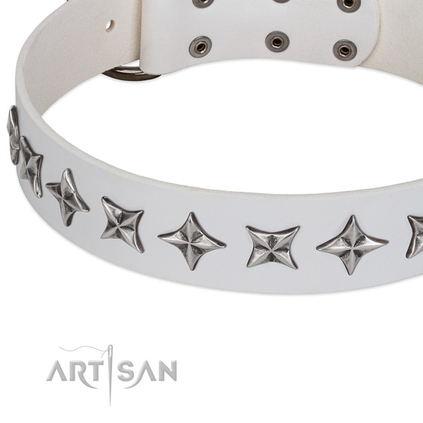 Comfy wearing adorned dog collar of strong leather
