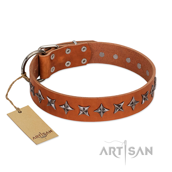 Everyday walking dog collar of high quality full grain leather with embellishments