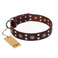 "Pirate Treasure" FDT Artisan Exciting Brown Leather Siberian Husky Collar with Studs