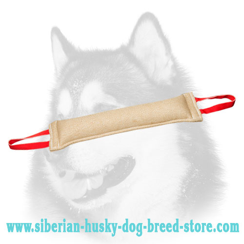 Huge Siberian Husky bite tug for bite developing