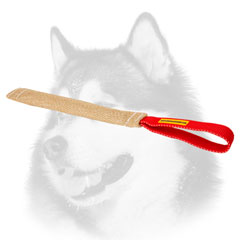 Quality Siberian Husky puppy     training tug with handle