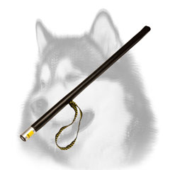 Siberian Husky stick for agitation training