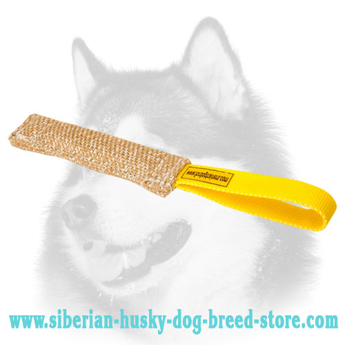 Small jute Siberian Husky bite tug