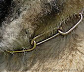 siberian husky dog collars, fure saver,chain dog collars,slip collars for siberian husky,prong collar for akita inu
