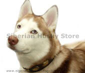 Siberian Husky collar,leather dog collar,nylon dog collar,walking dog collar,tracking dog collars