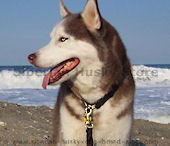 Dog leash,leather dog leashes,nylon dog leads,dog tracking leashes,pulling dog leashes