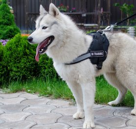 How to Choose a Dog Harness