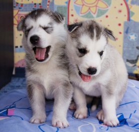 How to Feed a Husky Puppy